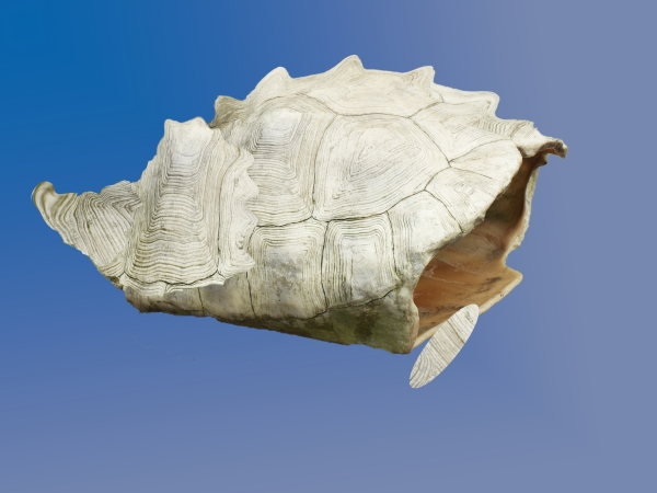Creation of Hermit The Crab: Step 1